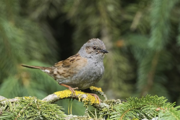 A dunnock (Prunella modularis) sitting on a branch covered with lichen against a green background,