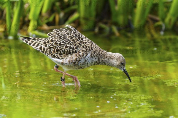 Bird foraging in the water between green vegetation, ruff (Calidris pugnax, Syn.: Philomachus