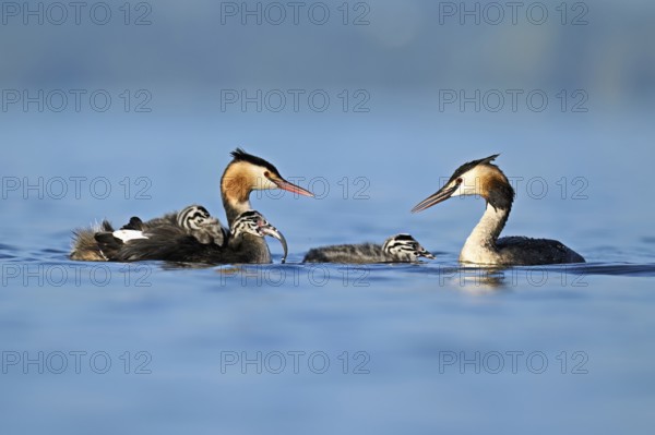 Great Crested Grebe (Podiceps Scalloped ribbonfish) pair feeding their offspring with fish, Lake