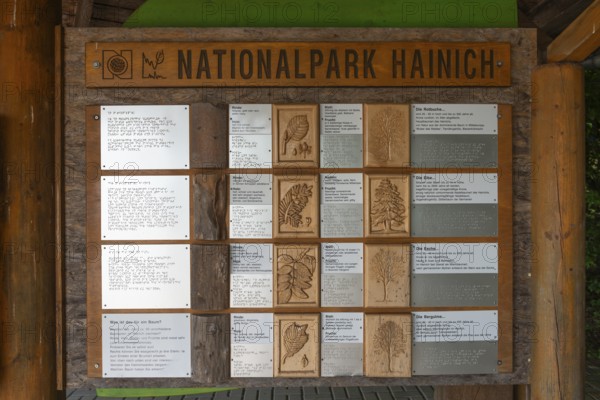 UNESCO World Heritage Site and Hainich National Park, explanations of the leaves and fruits of the