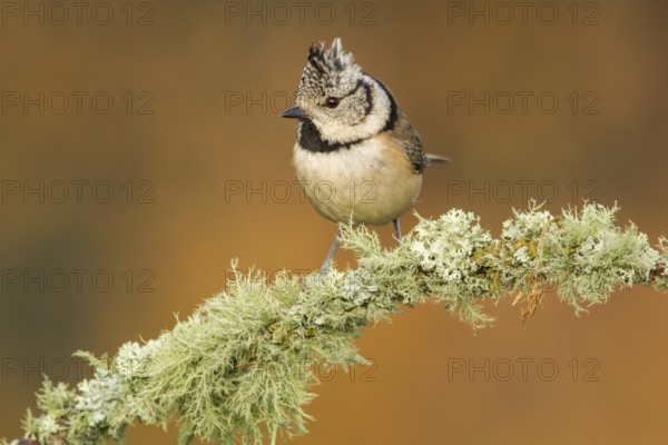European Crested Tit (Lophophanes cristatus), perched on a branch, Galicia, Spain