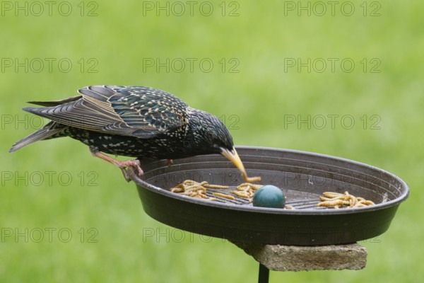 Common Starling (Sturnus vulgaris), Berlin, Germany