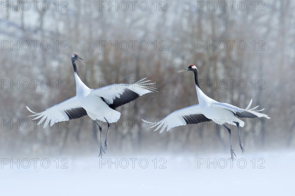 Dancing pair of Red-crowned crane with open wings, winter Hokkaido, Japan. Snowy dance in nature.