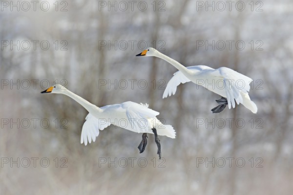 Flying white bird, Whooper Swan, Cygnus cygnus, with winter forest in background, Hokkaido, Japan.