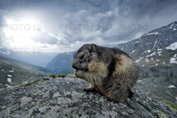 Cute fat animal Marmot, sitting on the stone with nature rock mountain habitat, Alp, Austria.