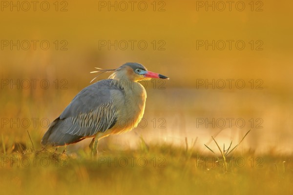 Whistling Heron, Syrigma sibilatrix, bird with evening sun, Pantanal, Brazil. Bird in beautiful