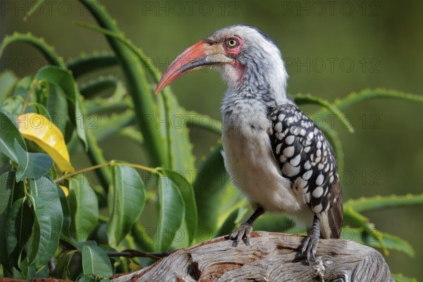 Southern Red-billed Hornbill, Tockus leucomelas, bird with big bill in the nature habitat with