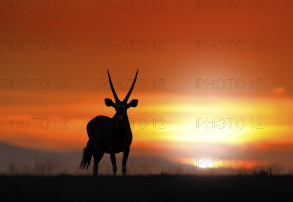 Gemsbok with orange sand dune evening sunset. Gemsbuck, Oryx gazella, large antelope in nature