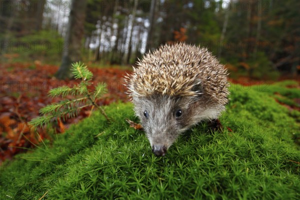European Hedgehog, Erinaceus europaeus, on a green moss at the forest, photo with wide angle.