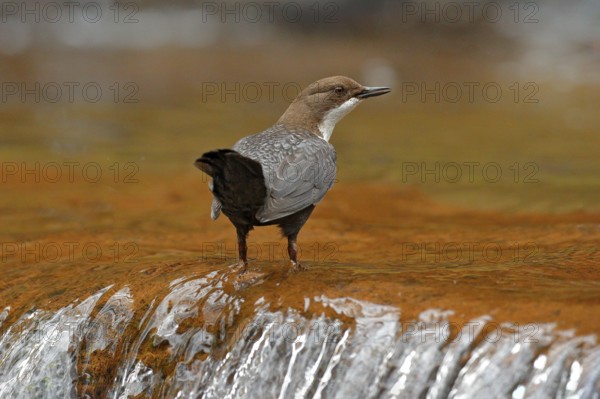 White-throated Dipper, Cinclus cinclus, brown bird with white throat in the river, waterfall in the