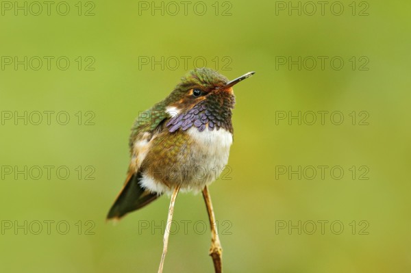 Volcano Hummingbird, Selasphorus flammula, small bird in the green leaves, animal in the nature