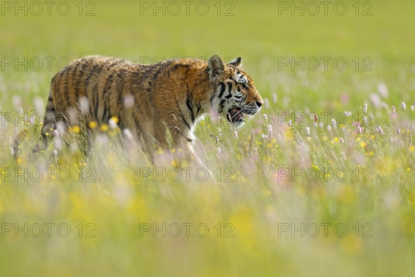Tiger in summer. Flowered meadow with tiger. Tiger with ping and yellow and pink flowers. Siberian