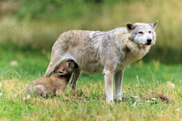 Wolf mother nursing her pup in the meadow landscape, Timber wolf, wolf, American wolf, (Canis lupus