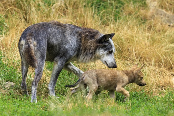 An adult wolf protectively accompanies a young puppy, Timberwolf, wolf, American wolf, (Canis lupus