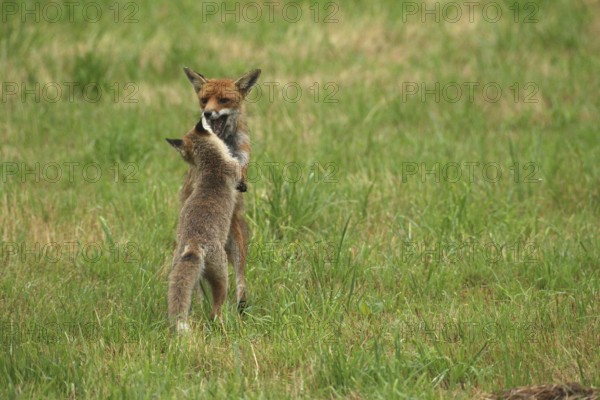 Red fox (Vulpes vulpes) male and weaned young playing on a mown meadow in light rain, Allgäu,