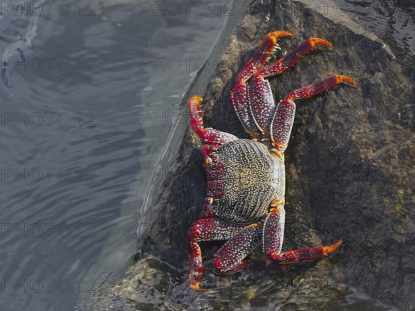 Colourful crab with dotted legs, red rock crab (Grapsus adscensionis) crawls on a wet rock. Puerto