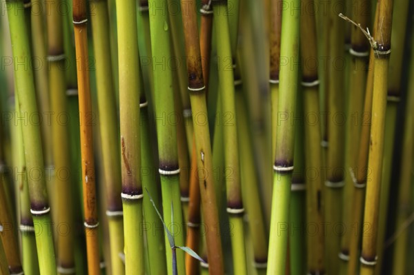 Bamboo culms (Bambusoideae), Inverewe Gardens, Poolewe, Loch Ewe, Highlands, Highlands, Scotland,