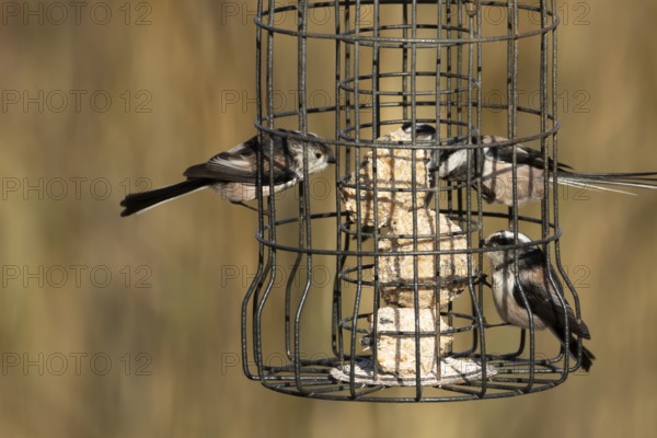 Long tailed tit (Aegithalos caudatus) three adult birds feeding on a garden bird feeder, England,