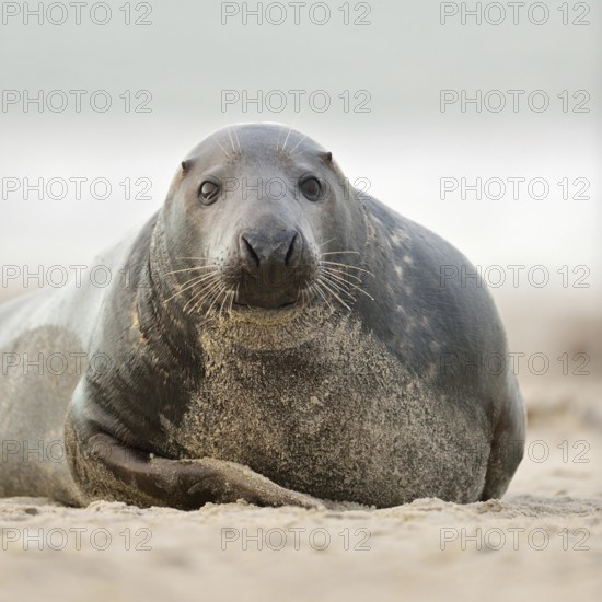 Cosiness... Grey seal (Halichoerus grypus), rather strong adult grey seal looking into the camera,