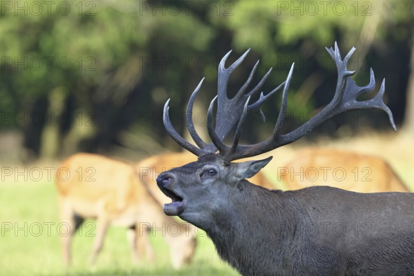 Red deer (Cervus elaphus) during the rutting season, a large stag roaring in a forest clearing,