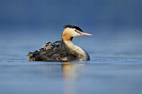 Great Crested Grebe (Podiceps Scalloped ribbonfish), with chicks in plumage swimming in the water,
