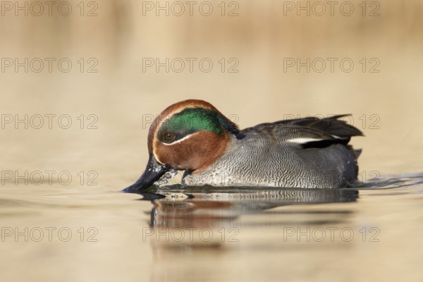Eurasian Teal (Anas crecca) male, St. Gallen, Switzerland
