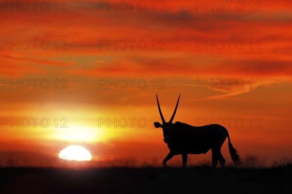 Oryx with orange sand dune evening sunset. Gemsbock large antelope in nature habitat, Sossusvlei,