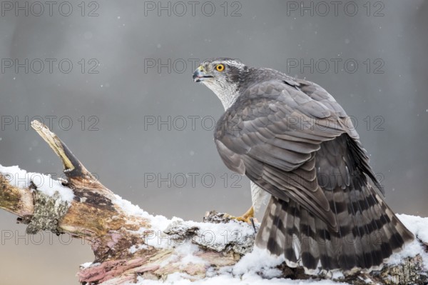 Northern Goshawk (Accipiter gentilis) male perched on a snowy tree trunk, Bialowieca National Park,