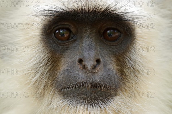 Monkey detail portrait. Common Langur, Semnopithecus entellus, portrait of monkey, nature habitat,