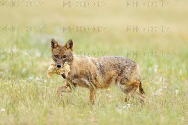 Golden jackal, Canis aureus, feeding scene with grass meadow, Madzharovo, Rhodopes, Bulgaria.
