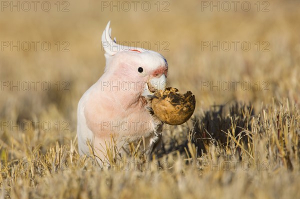 Major Mitchell's Cockatoo (Lophochroa leadbeateri) feeding on a Paddy melon (Cucumis myriocarpus),