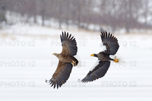 Eagle fight. Eagle fight with fish. Winter scene, birds of prey. Big eagles, snow sea. Flight