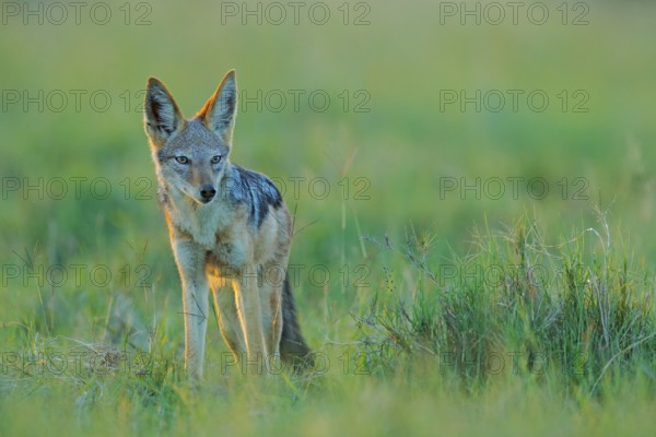 Jackal and evening sunlight. Black-Backed Jackal, Canis mesomelas mesomelas, portrait of animal