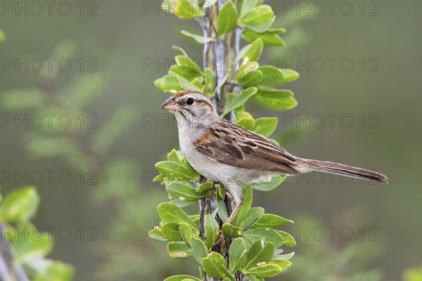 Rufous-winged Sparrow Peucaea carpalis Santa Rita Mountains, Santa Cruz County, Arizona, United