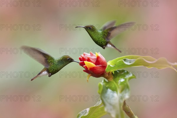 Costa Rica, Coppery-headed Emerald, Elvira cupreiceps, beautiful hummingbird from La Paz Cordillera