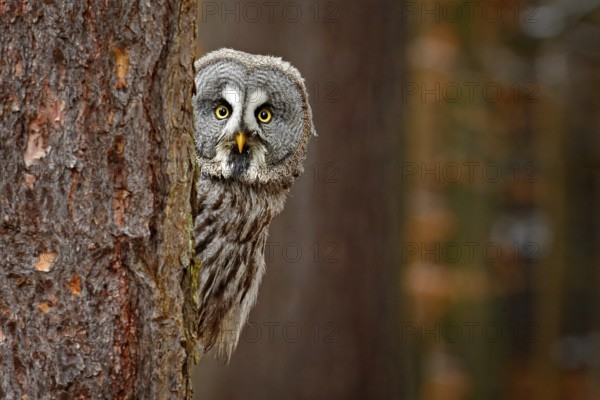 Portrait of Great grey owl, Strix nebulosa, hidden behind tree trunk in the winter forest, with