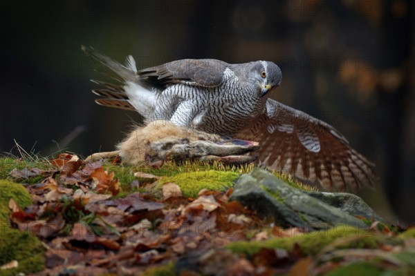 Animal behaviour, wildlife scene from nature. Goshawk in the orange vegetation.Goshawk, Accipiter