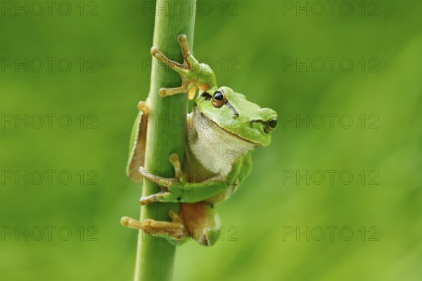 European tree frog, Hyla arborea, sitting on grass straw with clear green background. Nice green