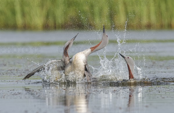 Red-throated Loon (Gavia stellata) group, Iceland