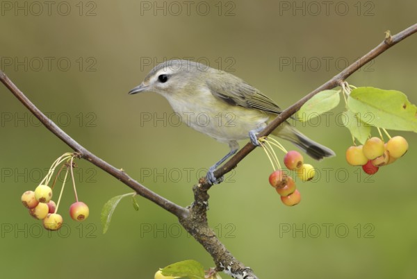 Warbling Vireo (Vireo gilvus), British Columbia, Canada