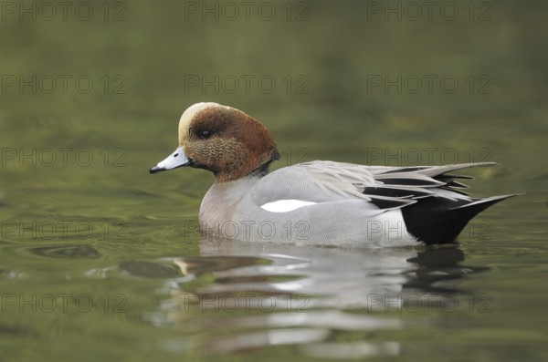 Hybrid: Eurasian Wigeon x American Wigeon (Mareca penelope x Mareca americana) male, British