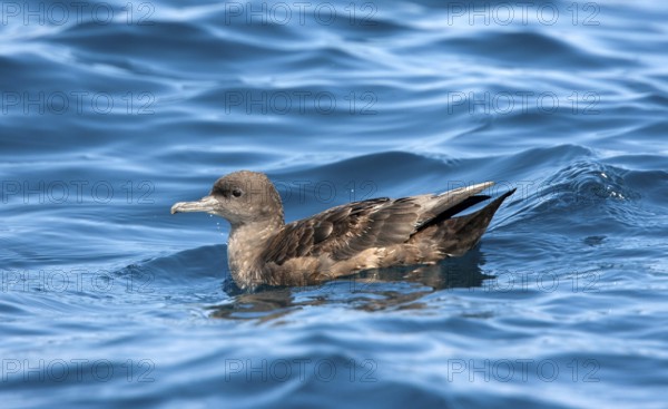 Sooty Shearwater Puffinus griseus San Diego, California, United States 14 September Adult