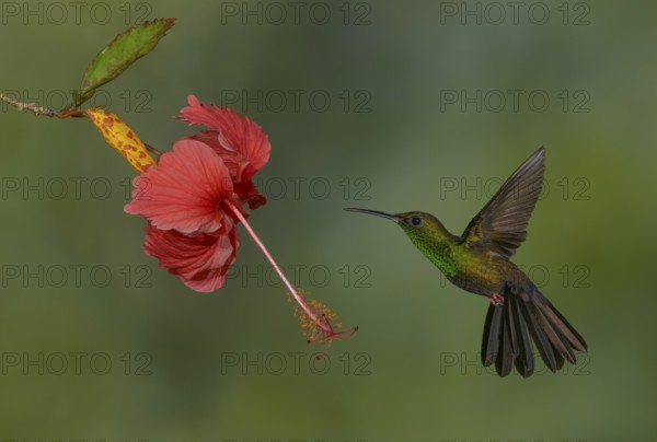 Male Bronze-tailed-Plumeleteer (Chalybura urochrysia) - at the Nature Pavilion in La Virgen, Costa