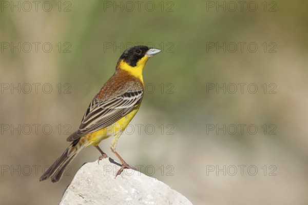 Black-headed Bunting (Emberiza melanocephala) male, Cyprus