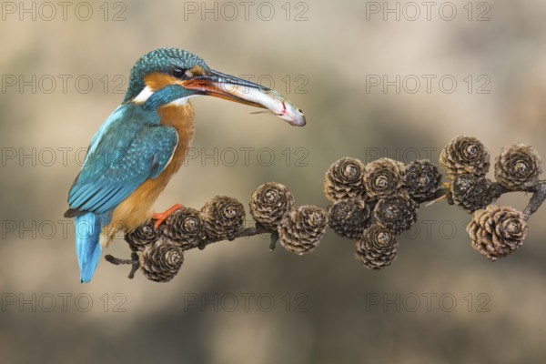 Common Kingfisher (Alcedo atthis) female perched on a branch with a fish in its beak, Lower Saxony,