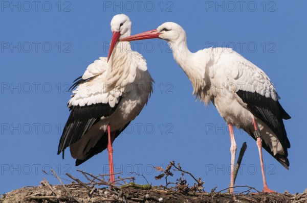 White Stork (Ciconia ciconia) pair, Lower Saxony, Germany