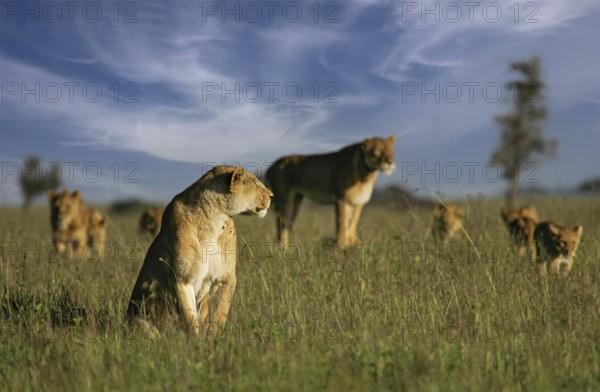 Löwe (Panthera leo), Löwenrudel mit Weibchen und Jungtieren zusammen in der Savanne, Serengeti