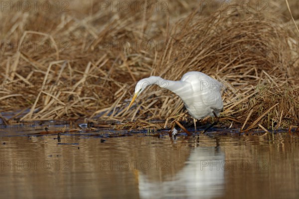 Great Egret (Ardea alba) foraging in reedbed, Mecklenburg-Western Pomerania, Germany