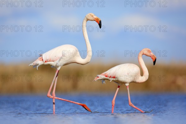 Pair of flamingos. Bird love in blue water. Two animal, walking in lake. Pink big bird Greater