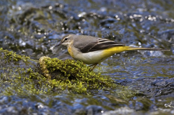 Grey Wagtail (Motacilla cinerea) female, Grobnik, Croatia